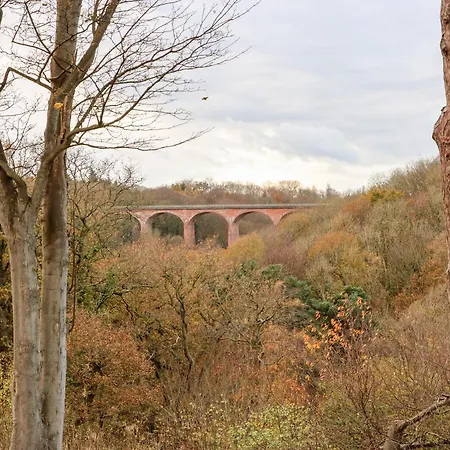 Daffodil Saltburn-by-the-Sea