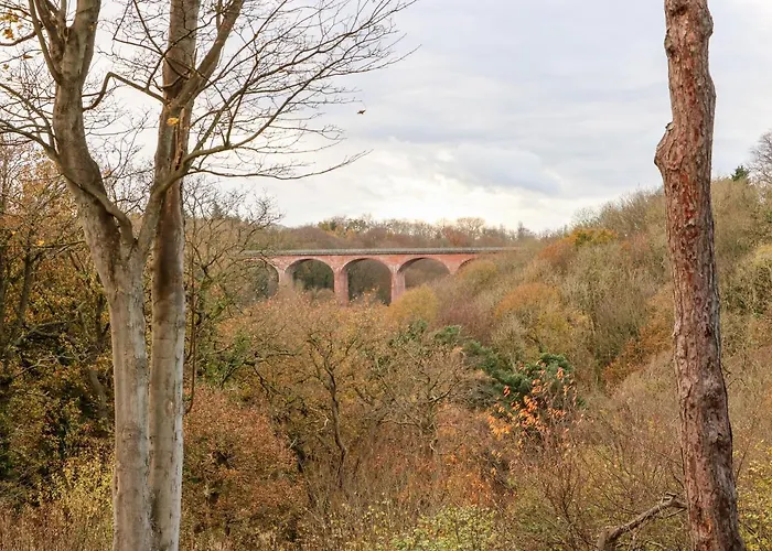Daffodil Saltburn-by-the-Sea