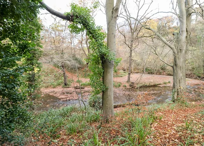 Daffodil Saltburn-by-the-Sea